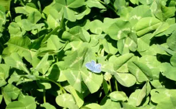 開(kāi)一家綠色干洗店利潤(rùn)大嗎？